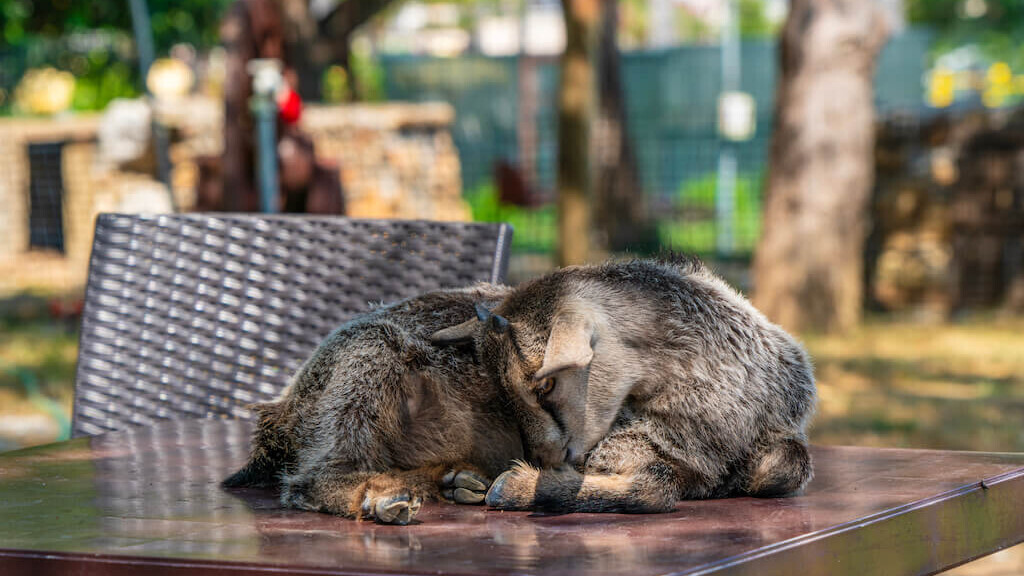 Armas Pemar Beach Resort